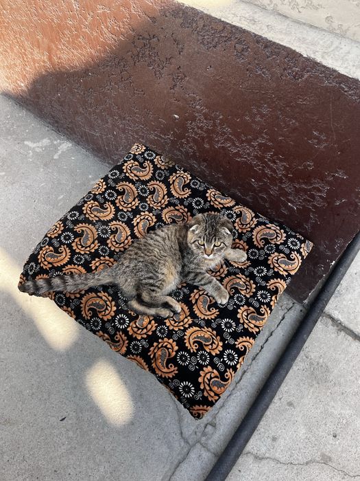 Котенок вислоухие