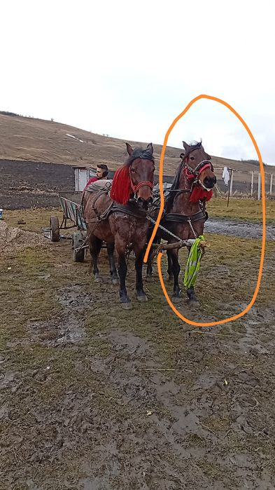 De vânzare iapă  cei încercuită de 9/10 ani