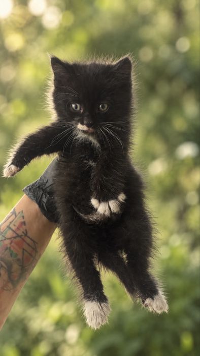 Котенок мальчик 1 месяц