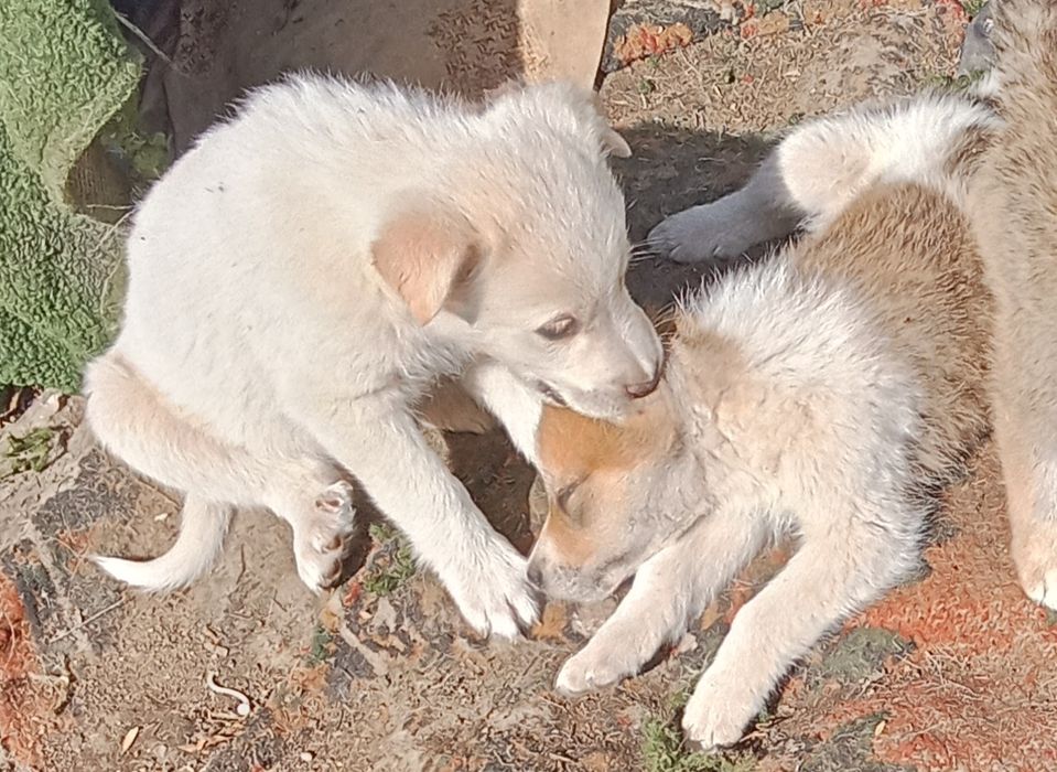 Щенки кабель даром