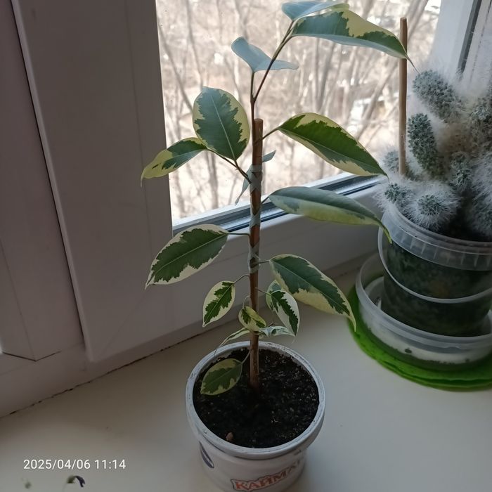 Цветы домашние в горшках