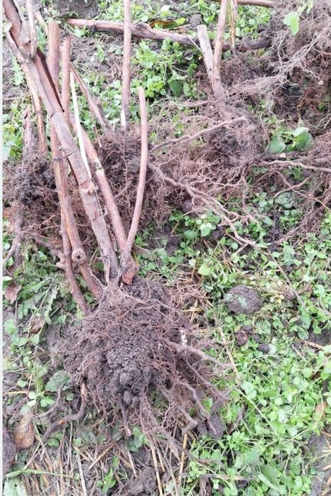 Stoloni ,butasi zmeura