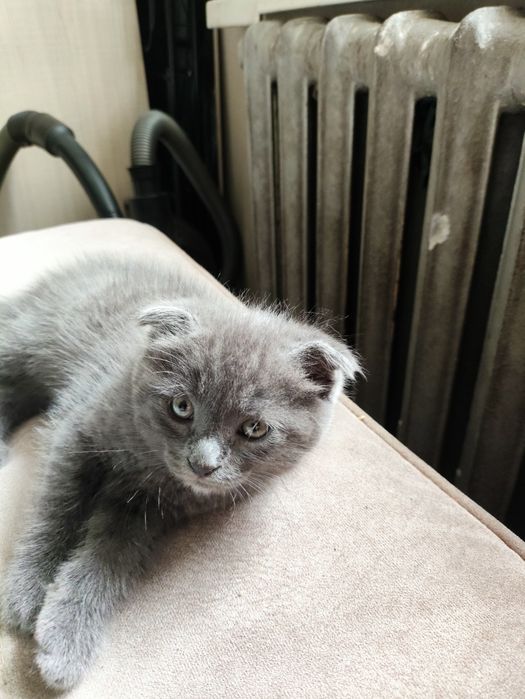 Котенок Скотишь Фолд