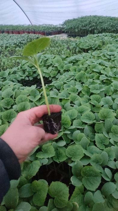 Rasaduri de legume la comanda, rosii, ardei, pepene altoit, varza