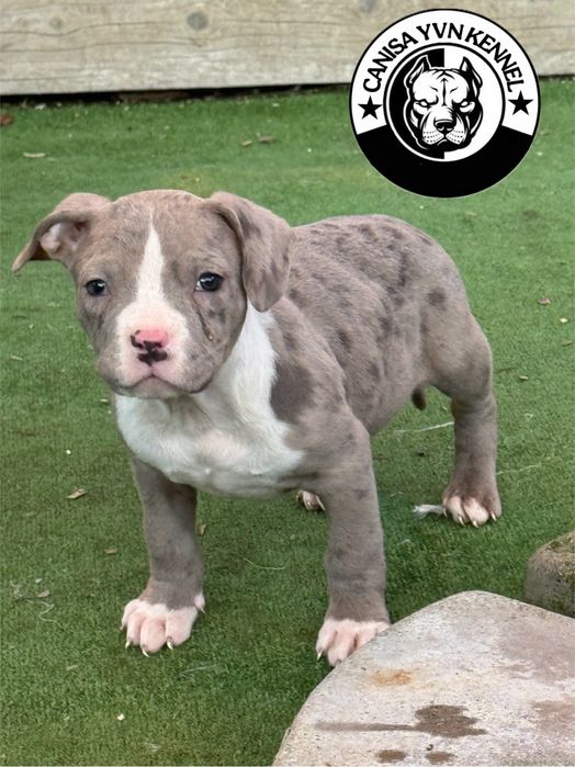 Mascul amstaff blue merle