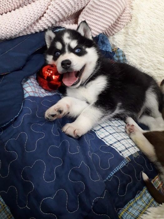 Хасята с фотоссесиии