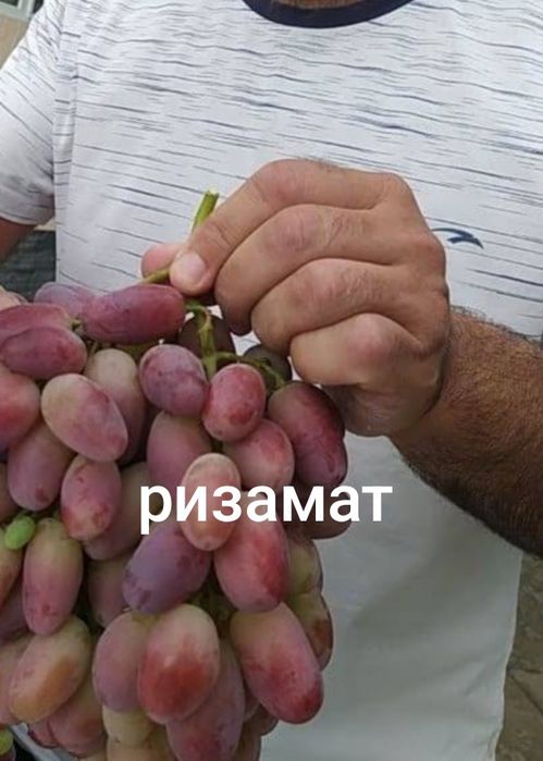 Продам саженцы винограда