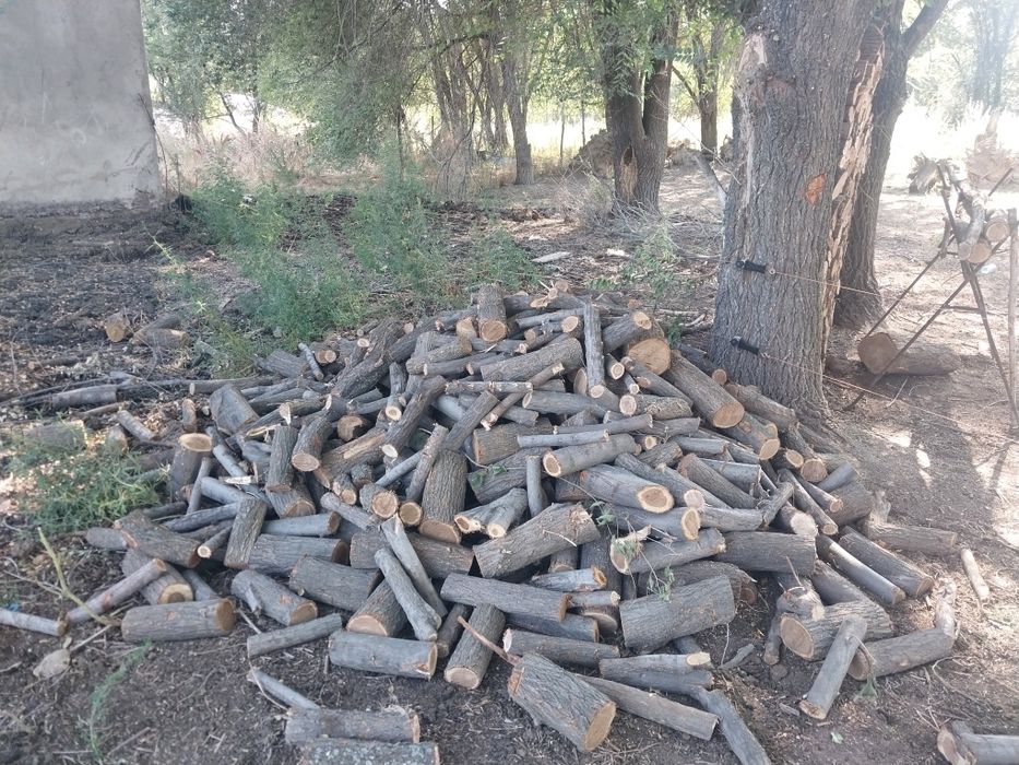Продаю Дрова (карагач, цельные чурки)