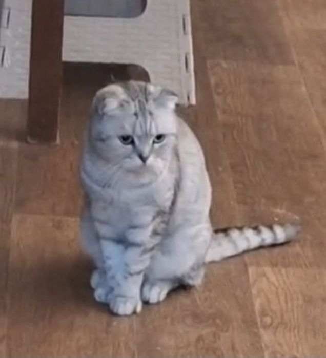 Шотландская Скоттиш -фолд