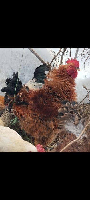 Продавам , разменям петли