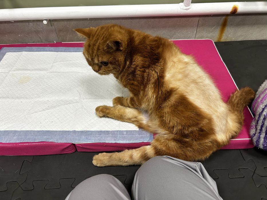 Котик в самые добрые руки