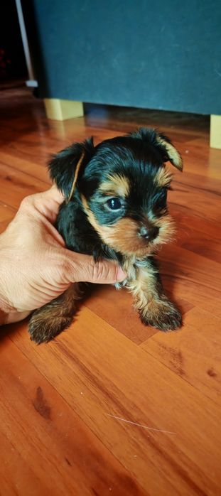 Yorskshire terrier mini