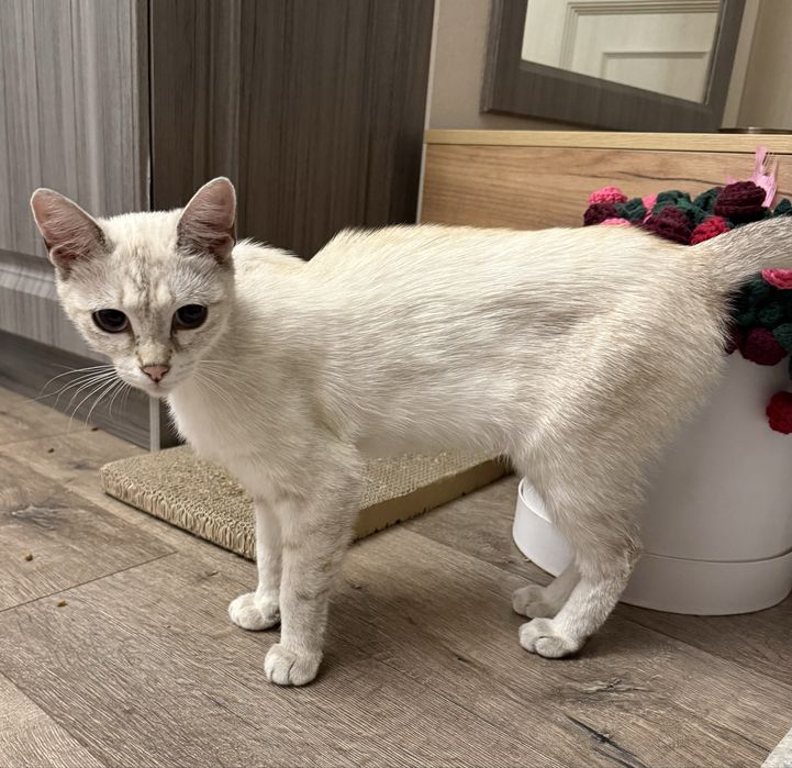 В добрые руки котик!