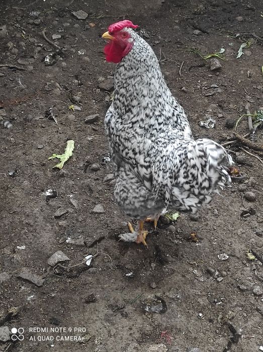 Продам красивого петуха