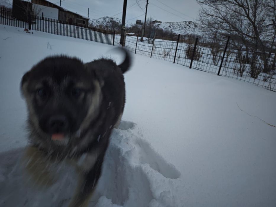 Щенки мальчики ищут дом
