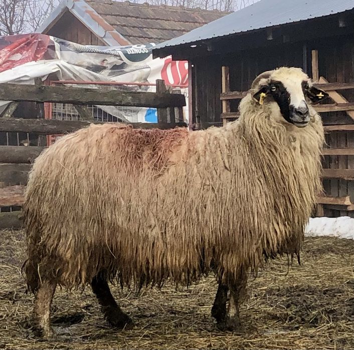 Oi breze cu miei de vânzare