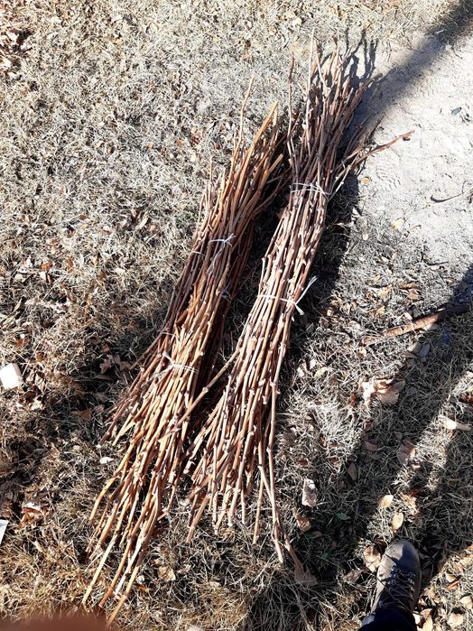 Черенки (чубуки) винограда