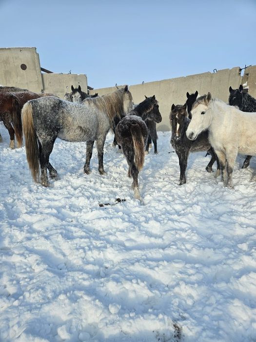Продам лошадей с жеребятами