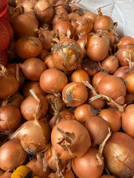 Cartofi si ceapa cls 2