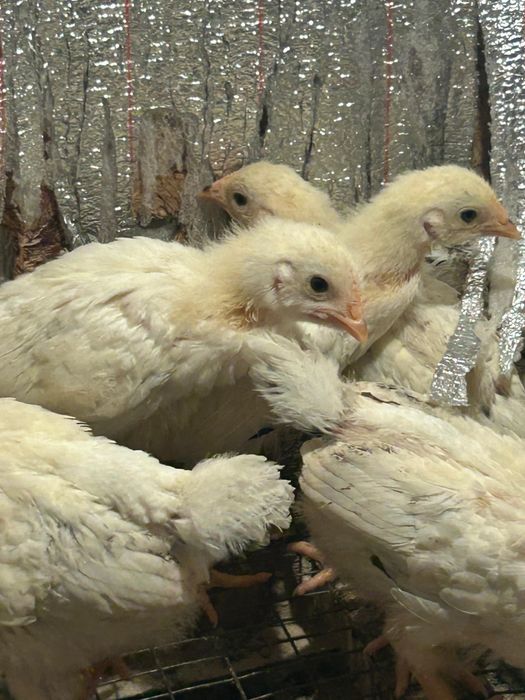 Адлер балапандар,цыплята