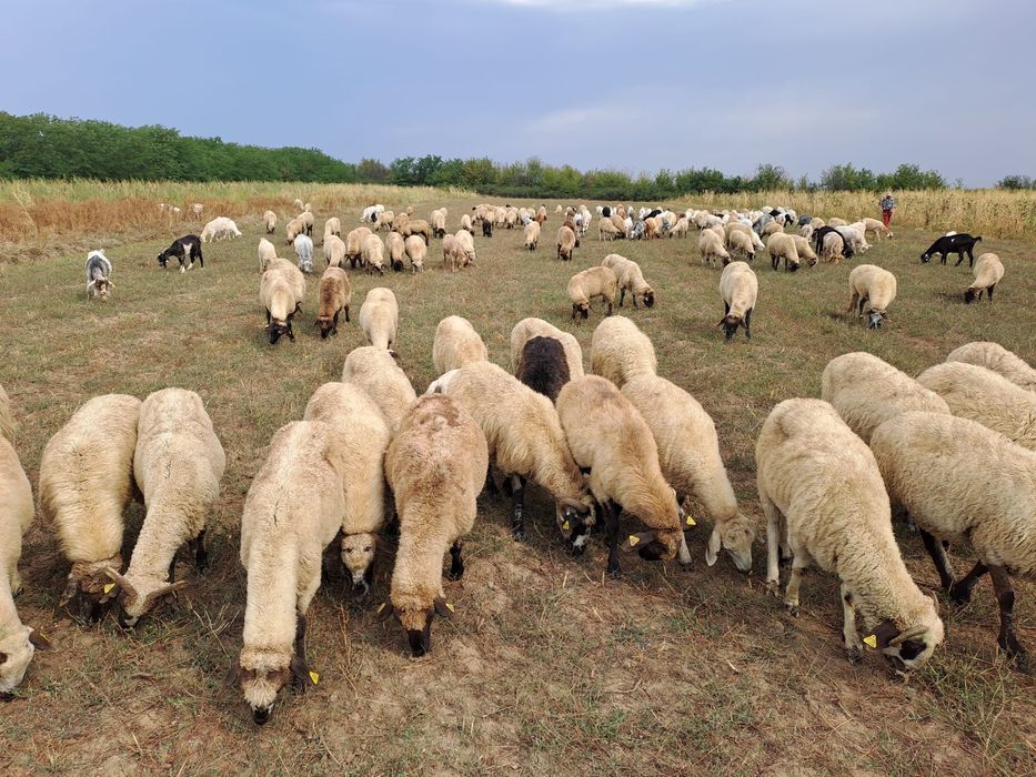 De vânzare Oi și Capre