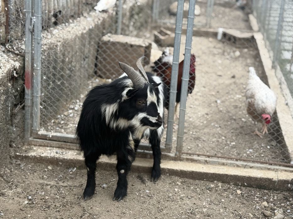 Мини коза -50см височина