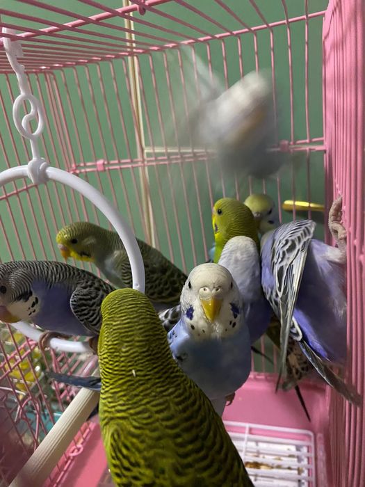 Волнистые попугаи