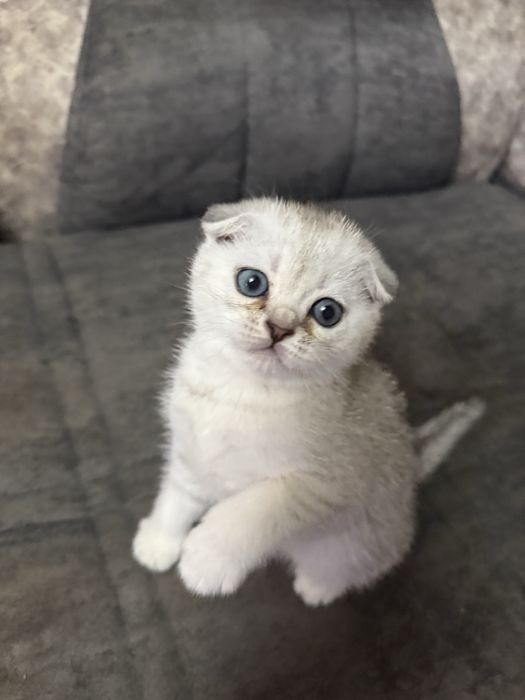 Продается котенок