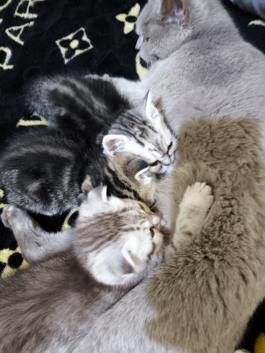 вислоухие котята