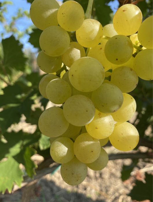 Vând struguri Crâmpoșie selecționata  Cabernet