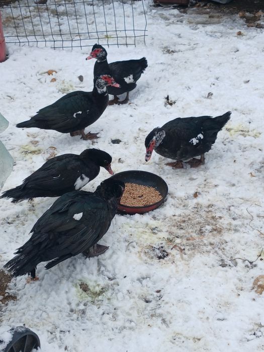 De vânzare rate lesesti