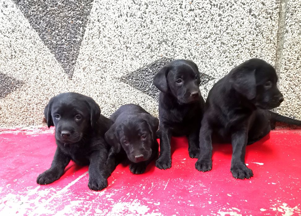 Лабрадор ретривър