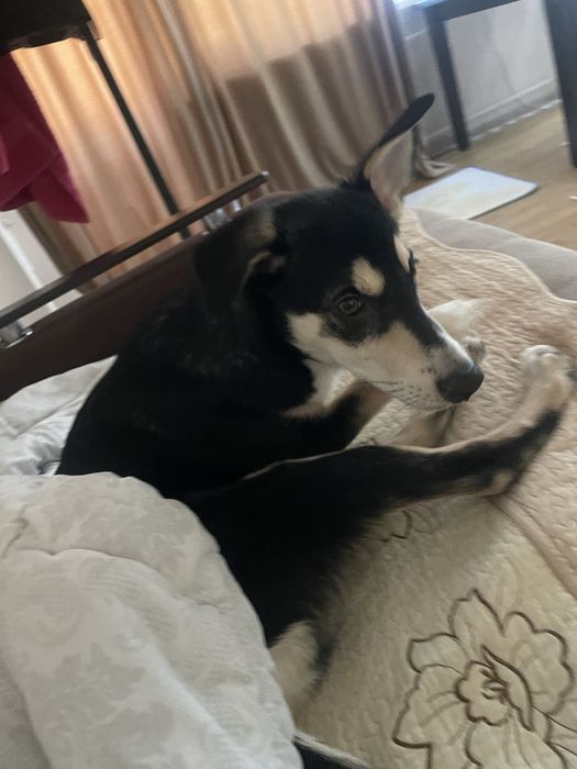 Отдам собаку (бесплатно)