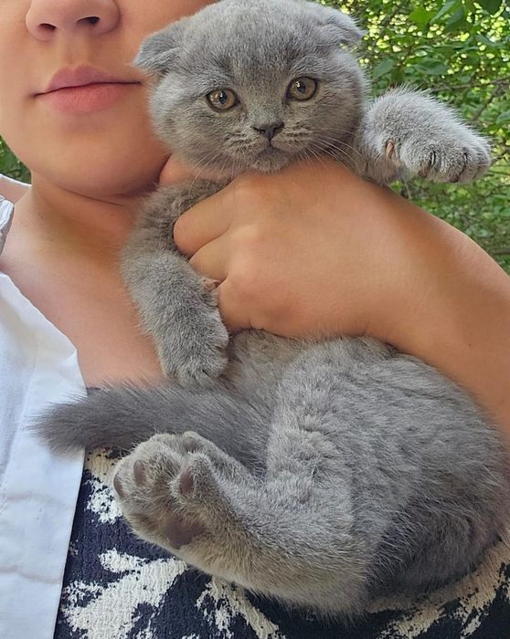 Шотландские малыши