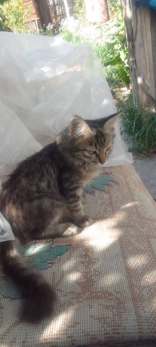 Милашки котята ищут хозяина