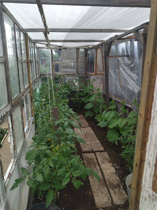 Дача в обществе Ромашка