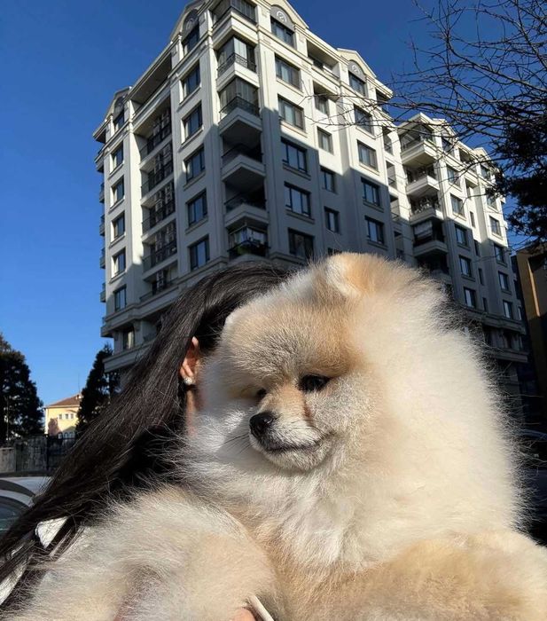 Продава се мини померан