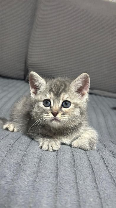 Котейка ищет дом