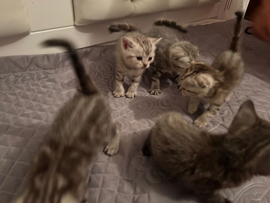 шотландские котята вислоухие