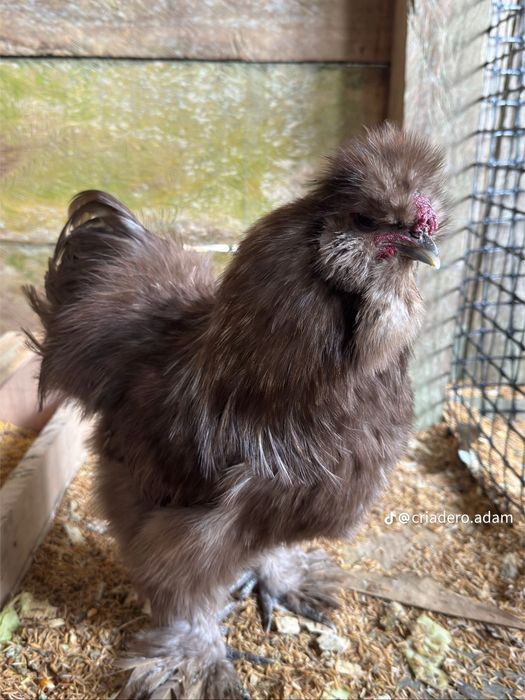 Тескари куен парт жужа тухумларига заказ оламиз