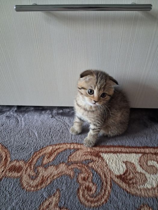 Котята готовы к переезду