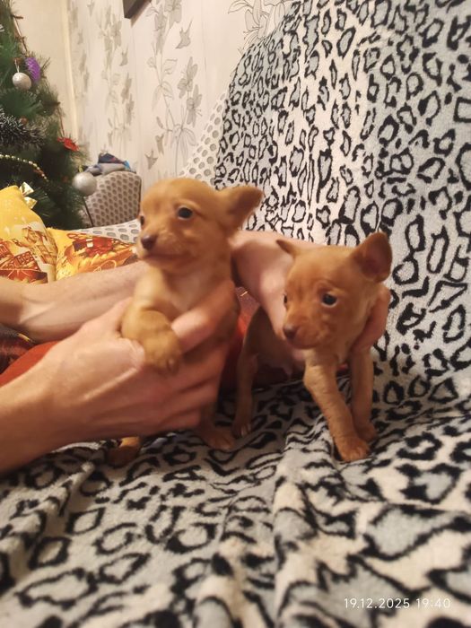 Продам щенков той-терерчиков