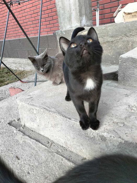 Котята бесплатно