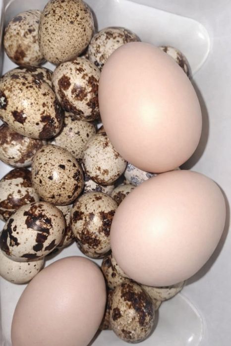 Домашние куриные и перепелиные яйца