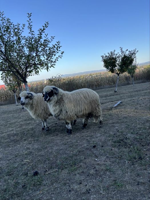 Vand oi berbeci