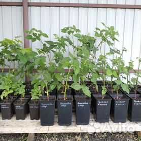 Ежавика кучатлари сотилади