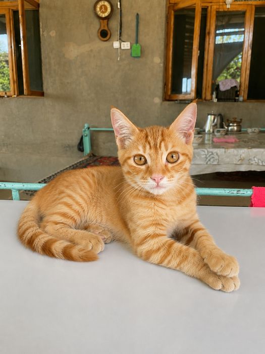 Malla mushukcha, erkak, 5 oylik — mehribon oila izlaydi, Рыжий котёнок