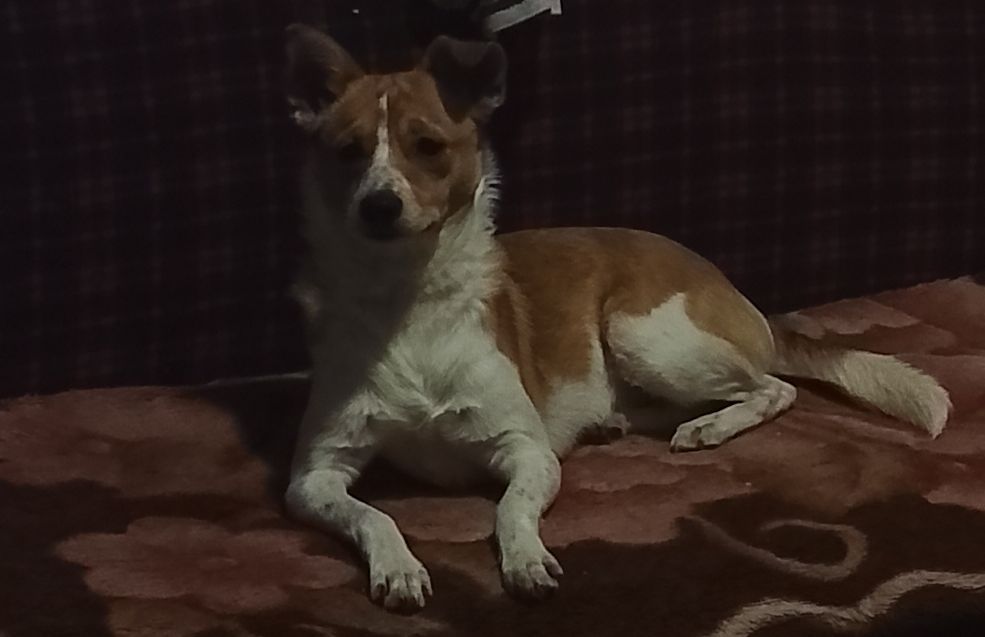 Собака бесплатно в добрые руки