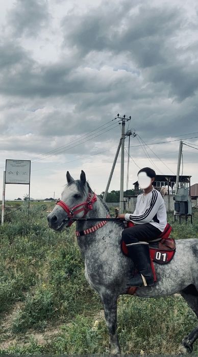 Айғыр сатылады!!