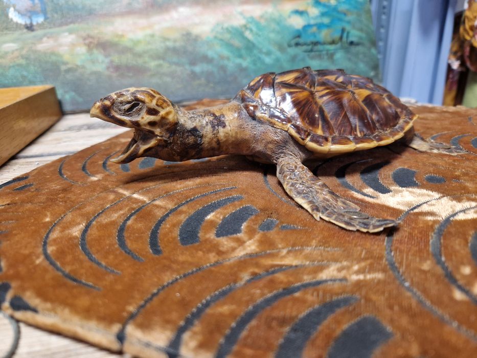 Кожи лисица естествени и други